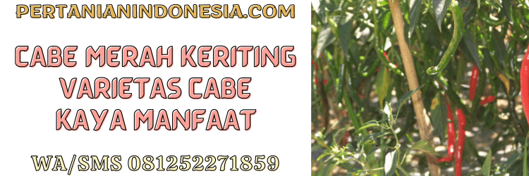 cabe,cabe merah,cabe merah keriting,cmk,manfaat,pertanian indonesia